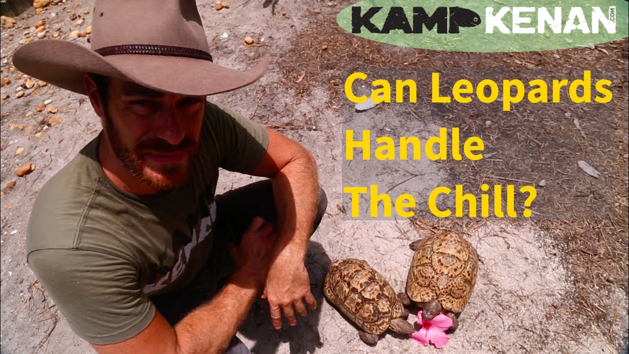 Can Leopard Tortoises live in the Cold?
