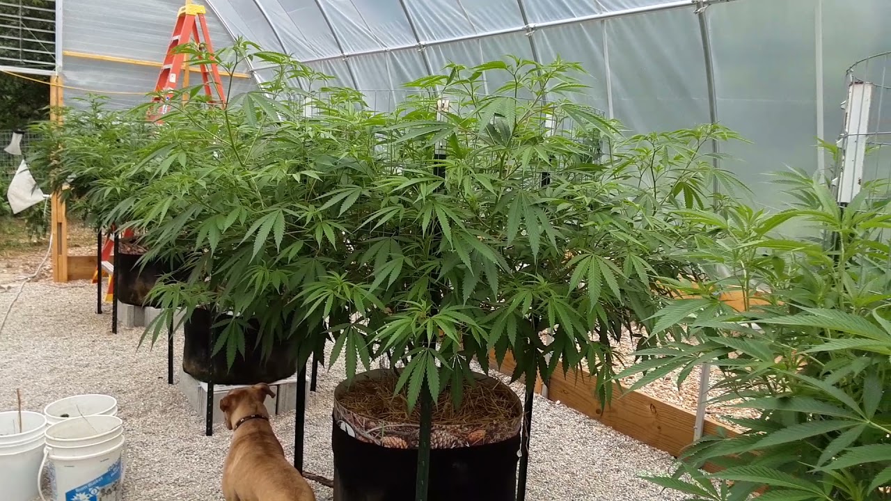 Mid-veg 7-2-21
