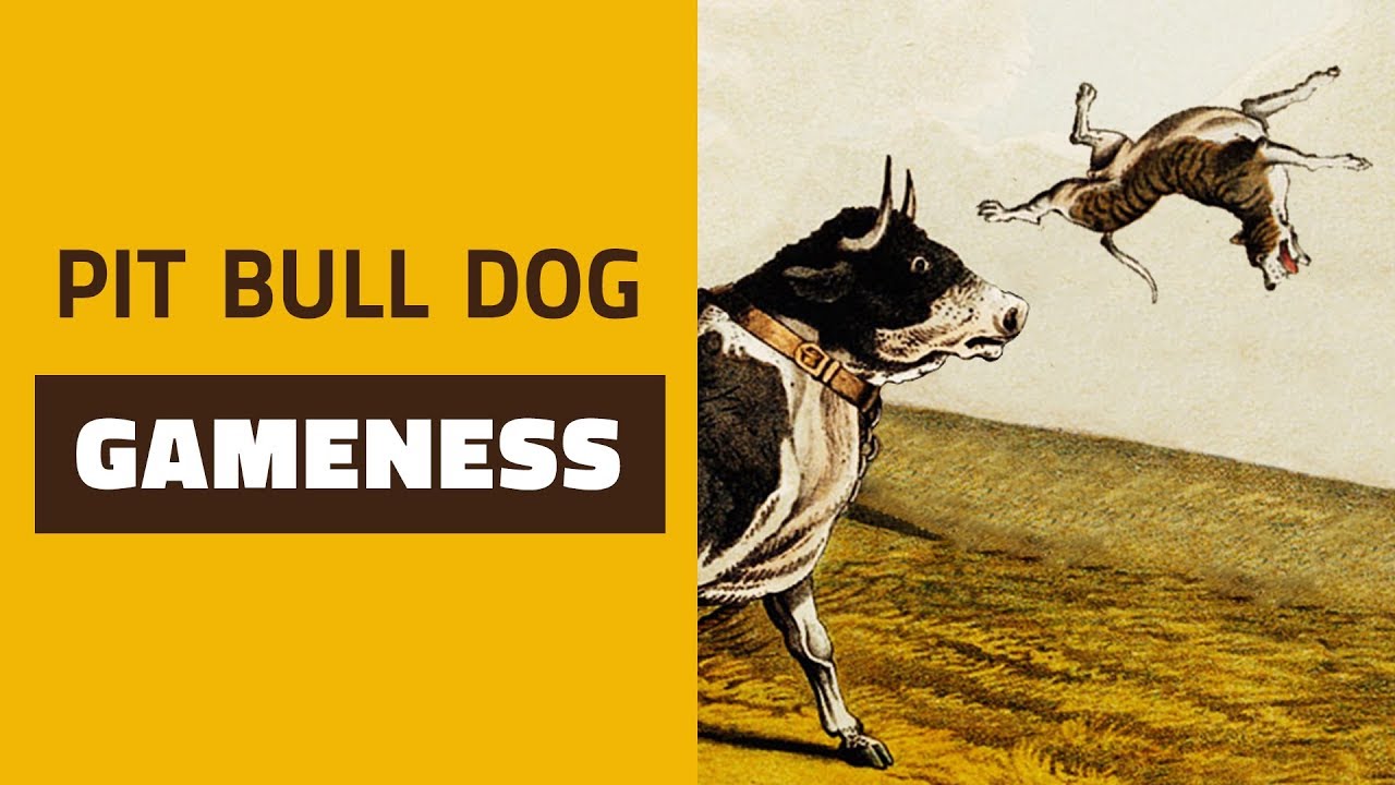 GAMENESS - A essência do Pit Bull Dog