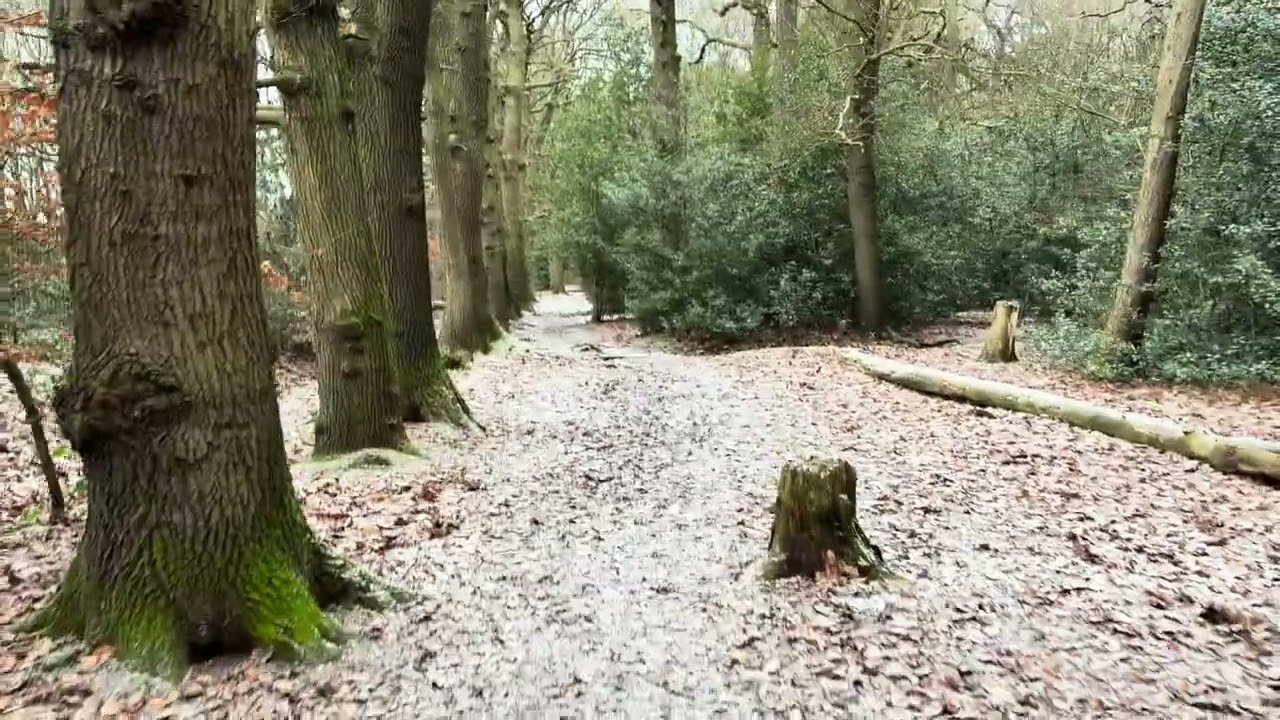 ASMR crisp morning walk around Tile hill wood nature reserve - Coventry 