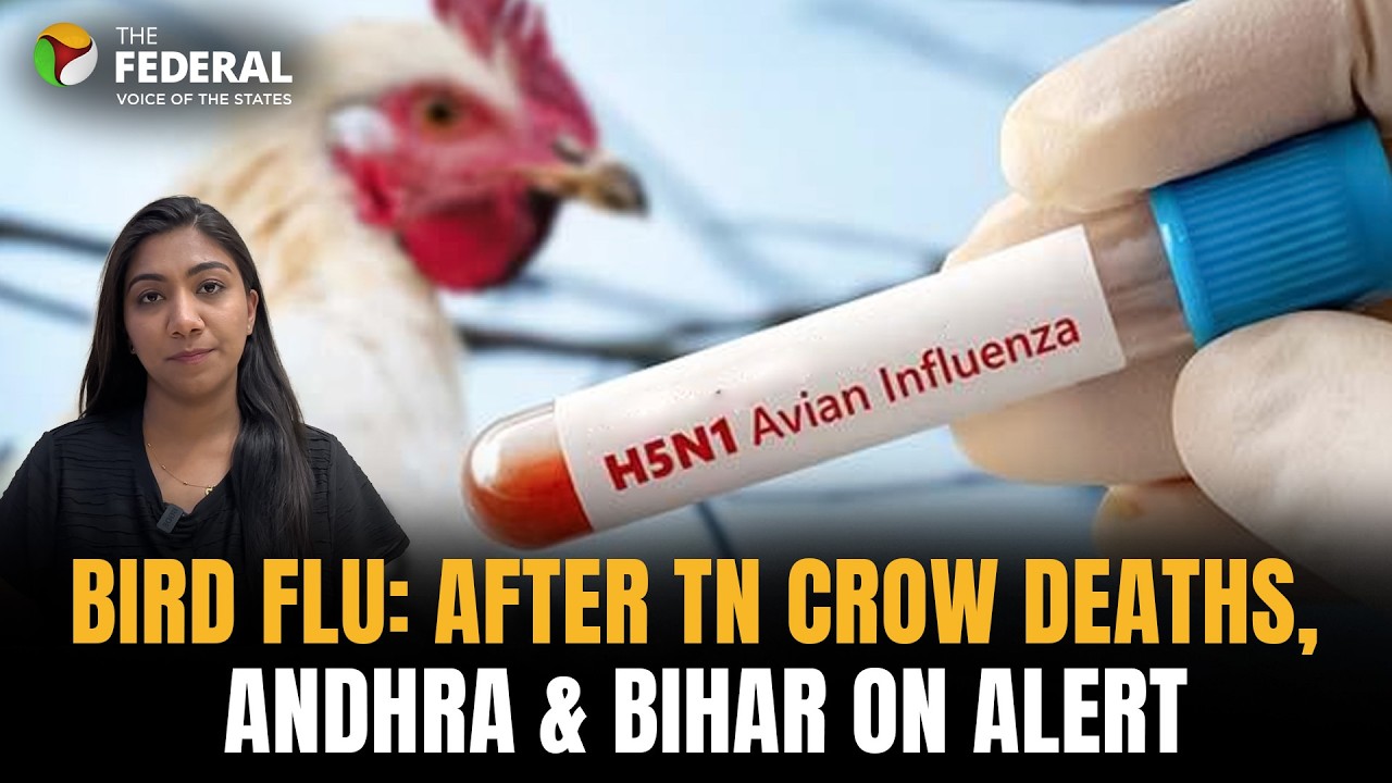 Bird flu alert: Mass crow deaths in Chennai test H5N1, AP and TN poultry on alert | The Federal