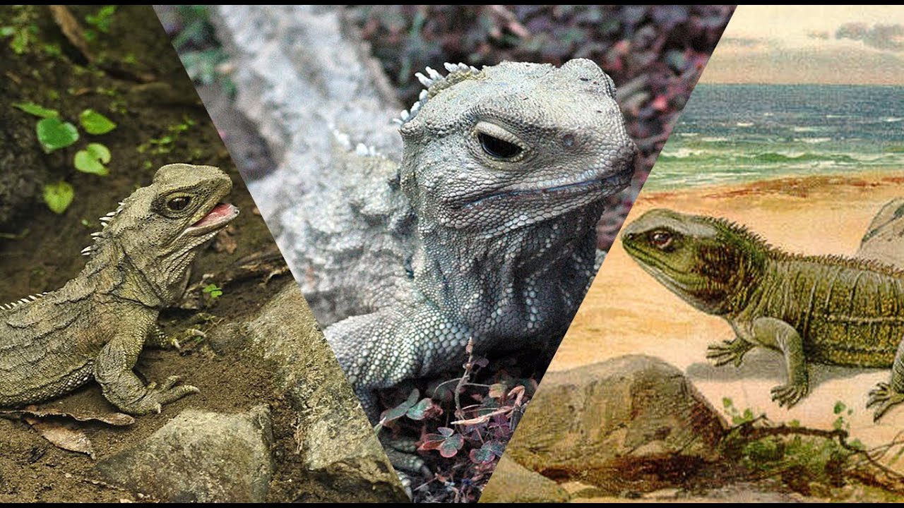The Tuatara: The World's Most Unique Reptile