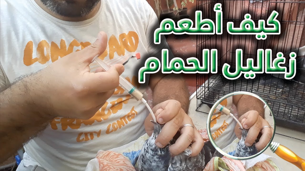 كيف أطعم زغاليل الحمام عند فقد الأبوين