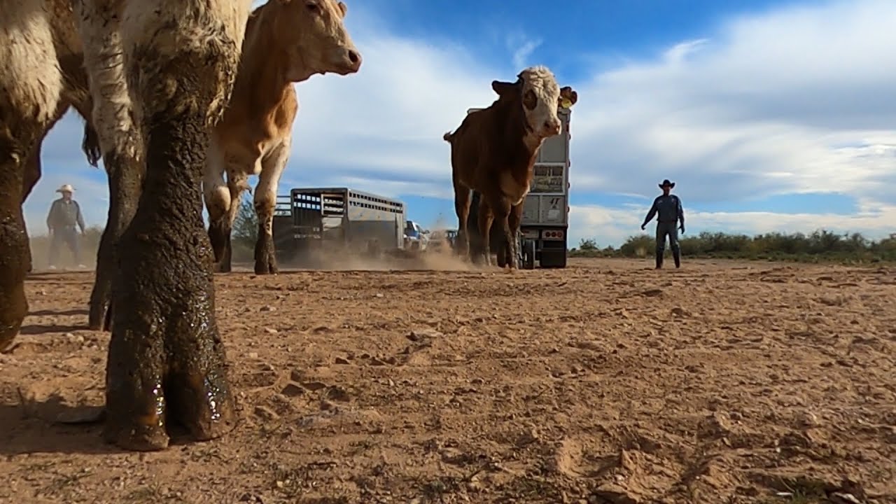 Cattle on the Run