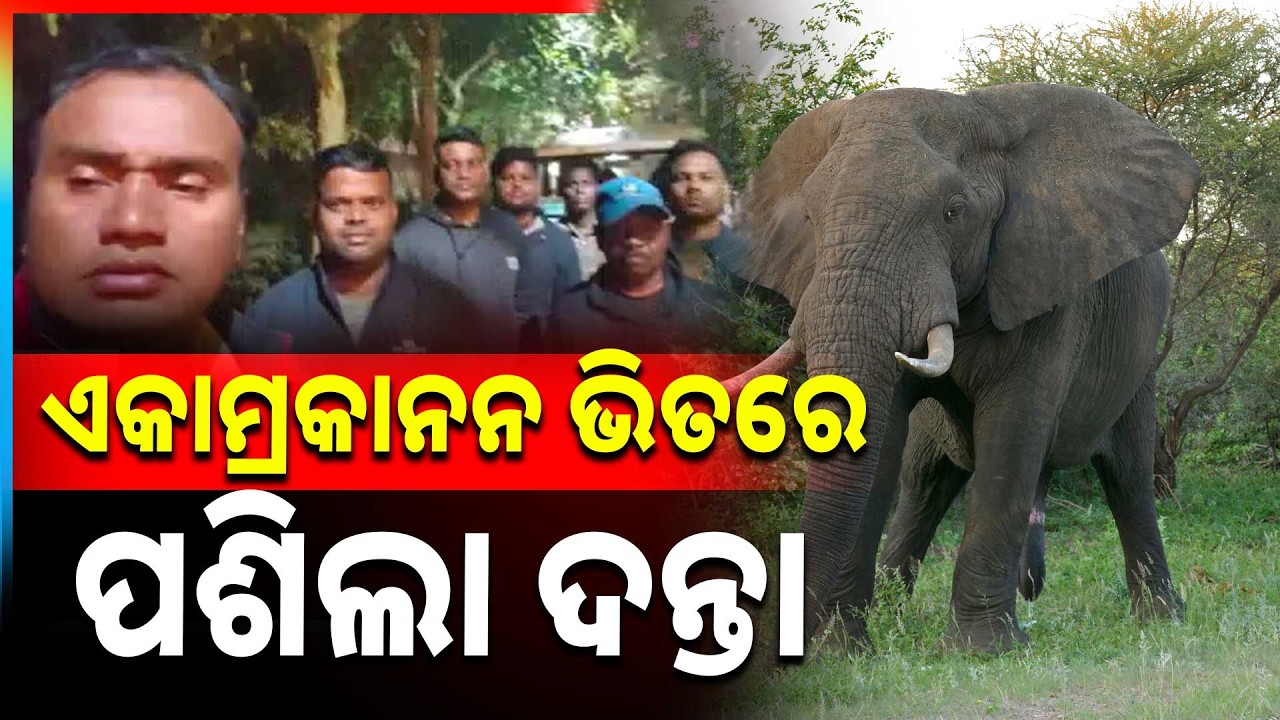 ଏକାମ୍ର କାନନ ଭିତରେ ପଶିଲା ଦନ୍ତା | Elephant Terror In EkamraKanan | Bhubaneswar