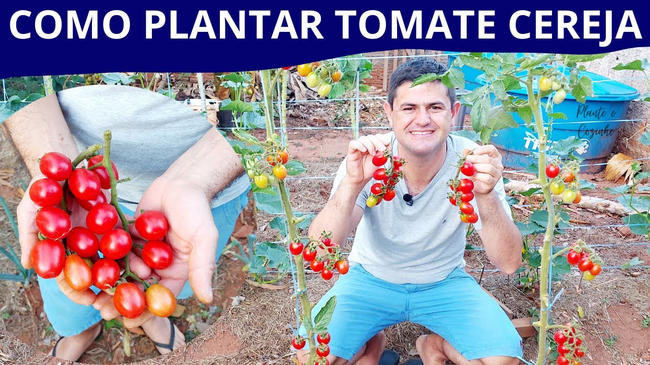 O PULO do GATO para INICIANTES no PLANTIO de TOMATE. Como PLANTAR TOMATINHO CEREJA da forma CERTA!