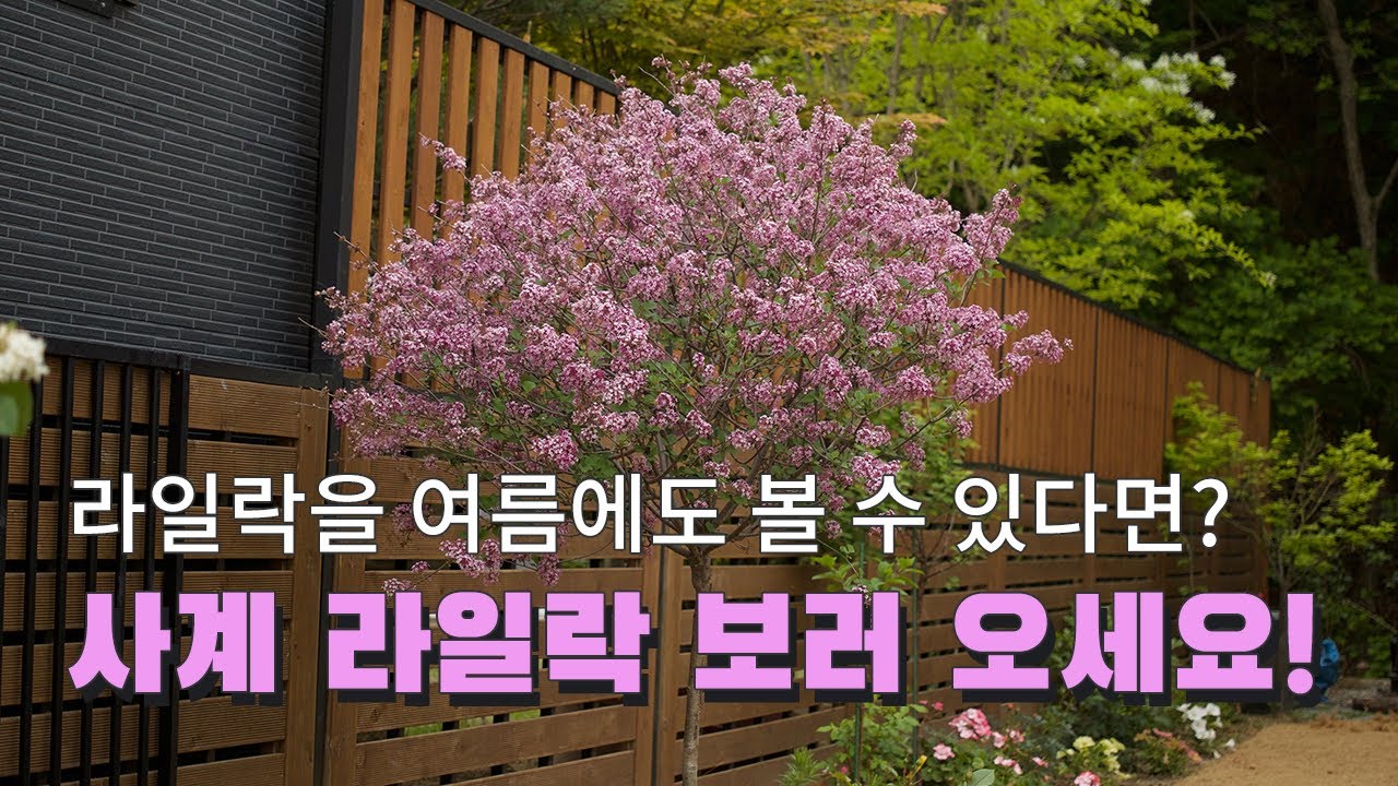연중 꽃을 피우는 사계라일락 구경하러 오세요~(품종소개부터 전정까지)