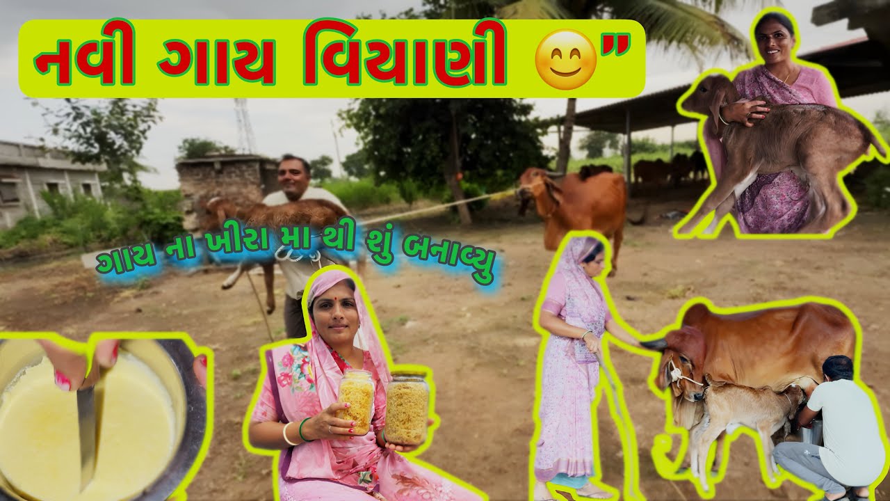 Cow Delivery in Village | નવી ગાય વિયાણી 😊 | Daksha ahir vlogs | cow delivery |Village |￼ lifestyle