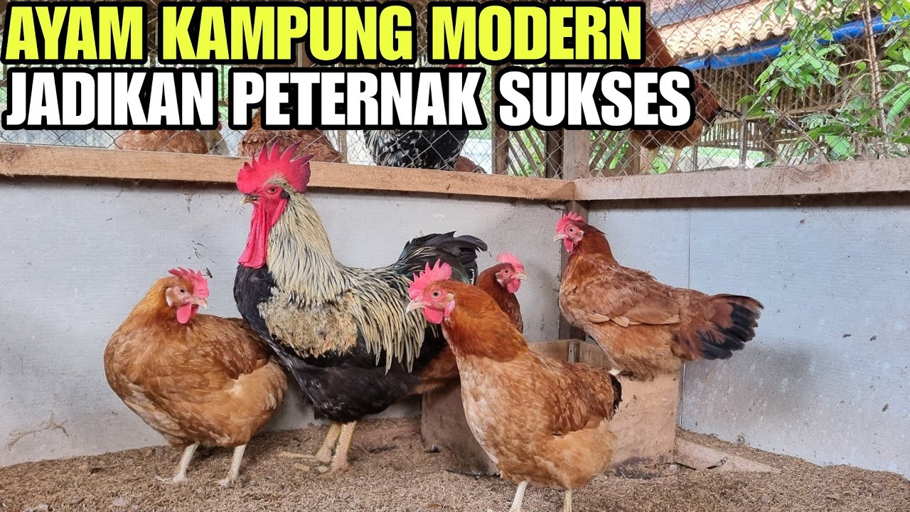 JENIS AYAM KAMPUNG YANG TEPAT UNTUK USAHA TERNAK💯