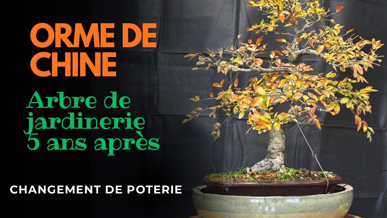 RETOUR 🌳 BONSAÏ 🌳 ORME DE CHINE 