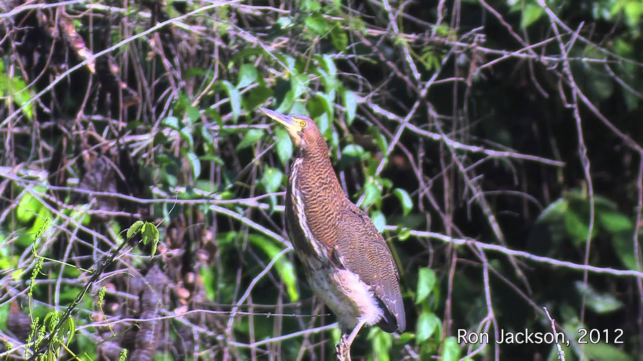 Rufescent Tiger-Heron (