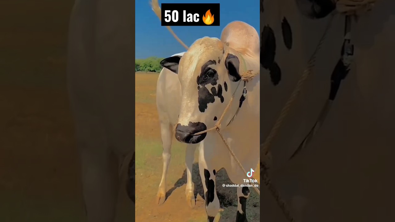 Huge And Angry bull🔥 #price #5million 😯 #trending #religion #beautiful #cow #bull