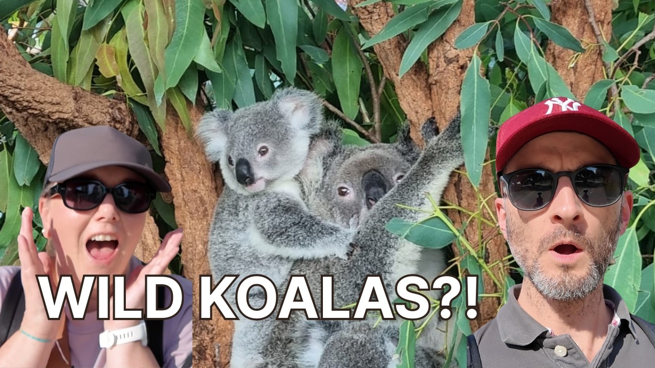 Road trip to Byron Bay! | Not just hippies and beaches! | Koalas, whales and Parkway Drive!