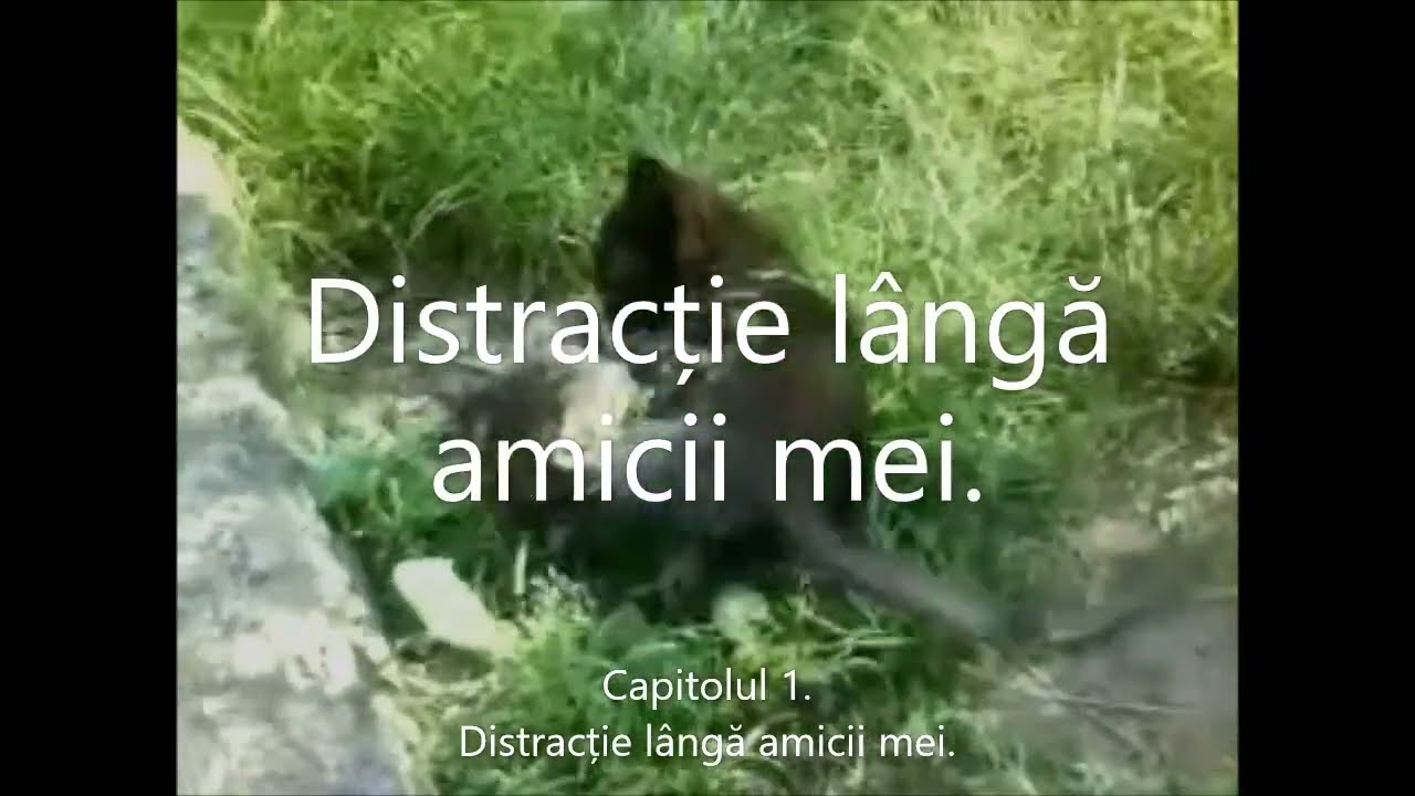 Marian - Capitolul 1 = Distracție cu pisicuțele în jur (Official Video)