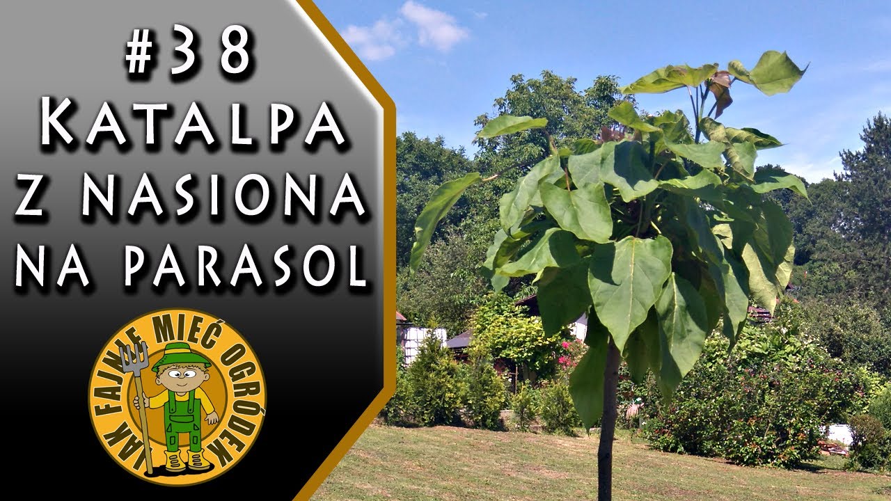 #38 Katalpa z nasiona na parasol