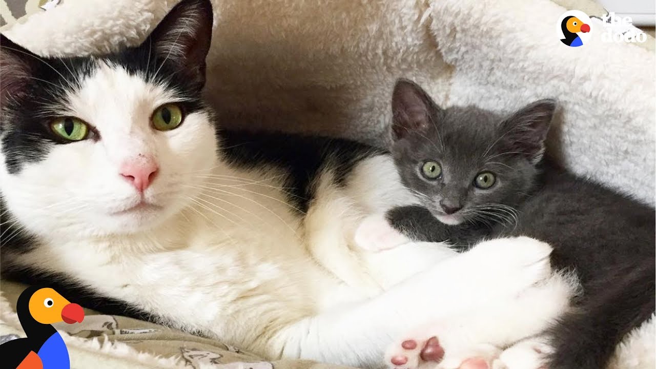 Cat Learns To Open Door To Meet New Foster Kittens - POKEY | The Dodo