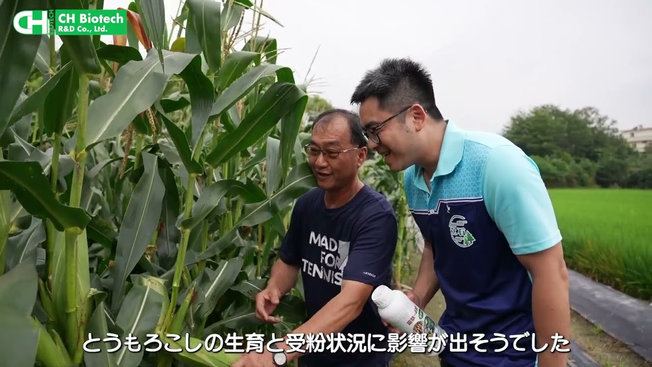 野菜作物応用: スイートコーン 完全版動画