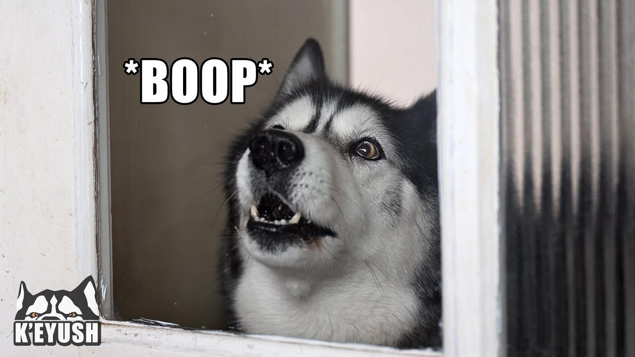 Husky Got A BIG SURPRISE!