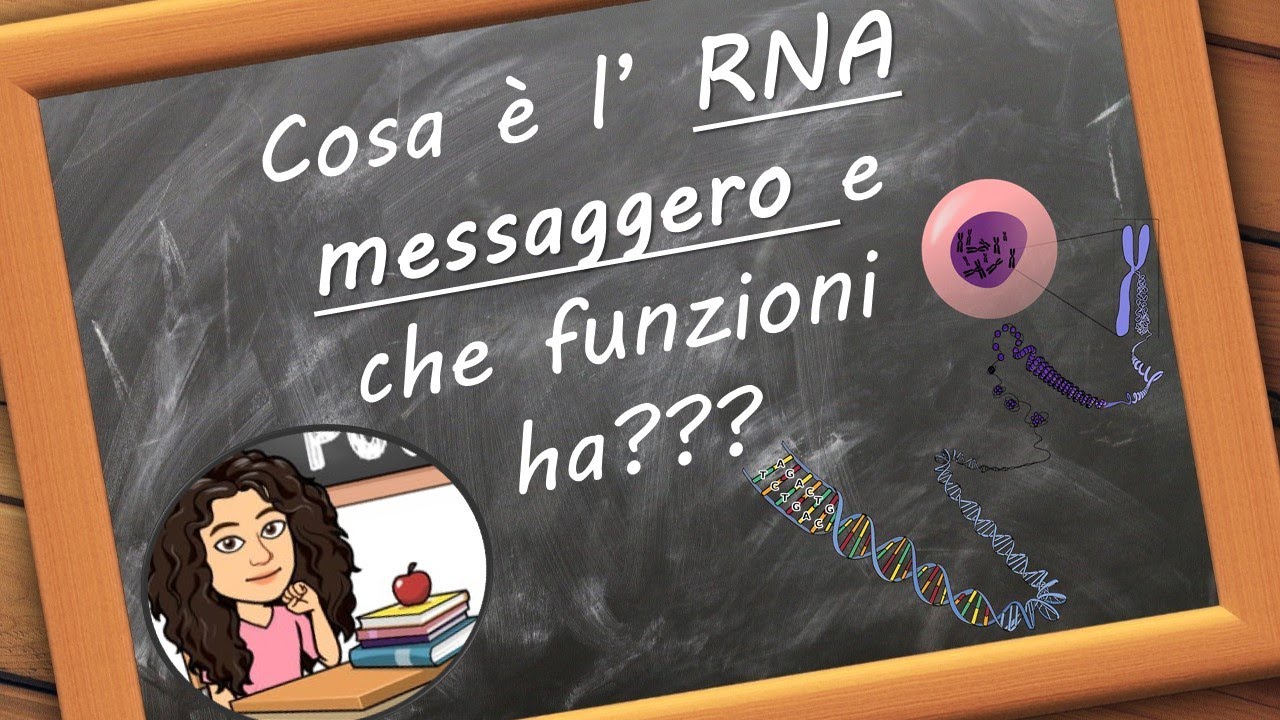 Cosa &egrave; l'RNA messaggero e quali funzioni svolge? ( biologia per tutti !! )