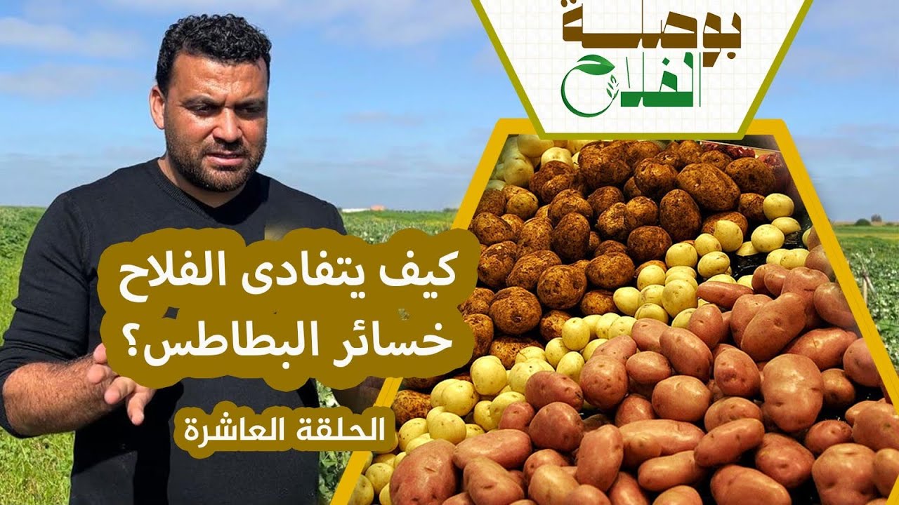 بوصلة الفلاح(ح10).. كيف يرفع الفلاح مردودية البطاطا؟ خطوات التسميد الصحيحة من البداية إلى الحصاد