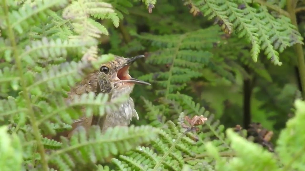 Russet Bush Warbler singing