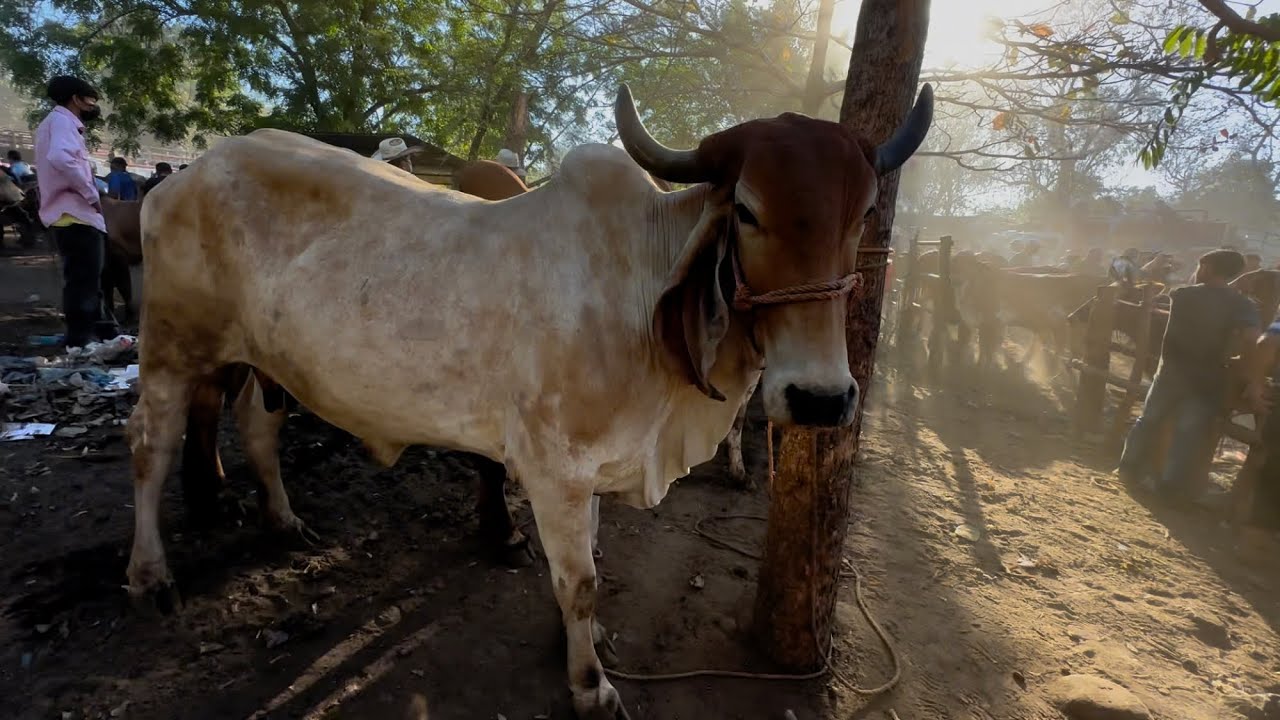 Vaca indubrasil en el Tiangue de el transito 