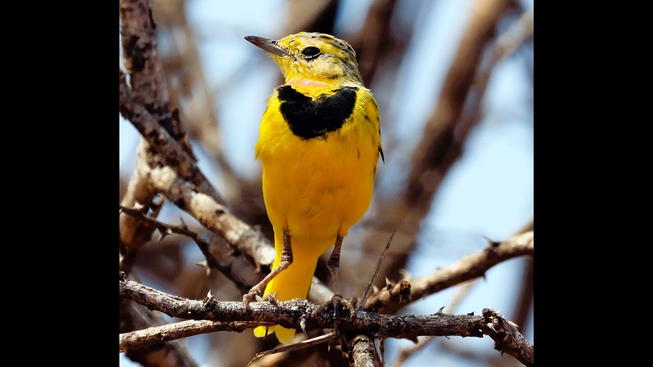 12 Birds To watch   From Galana Crocodile Camp  to Sala Gate Tsavo East N Park