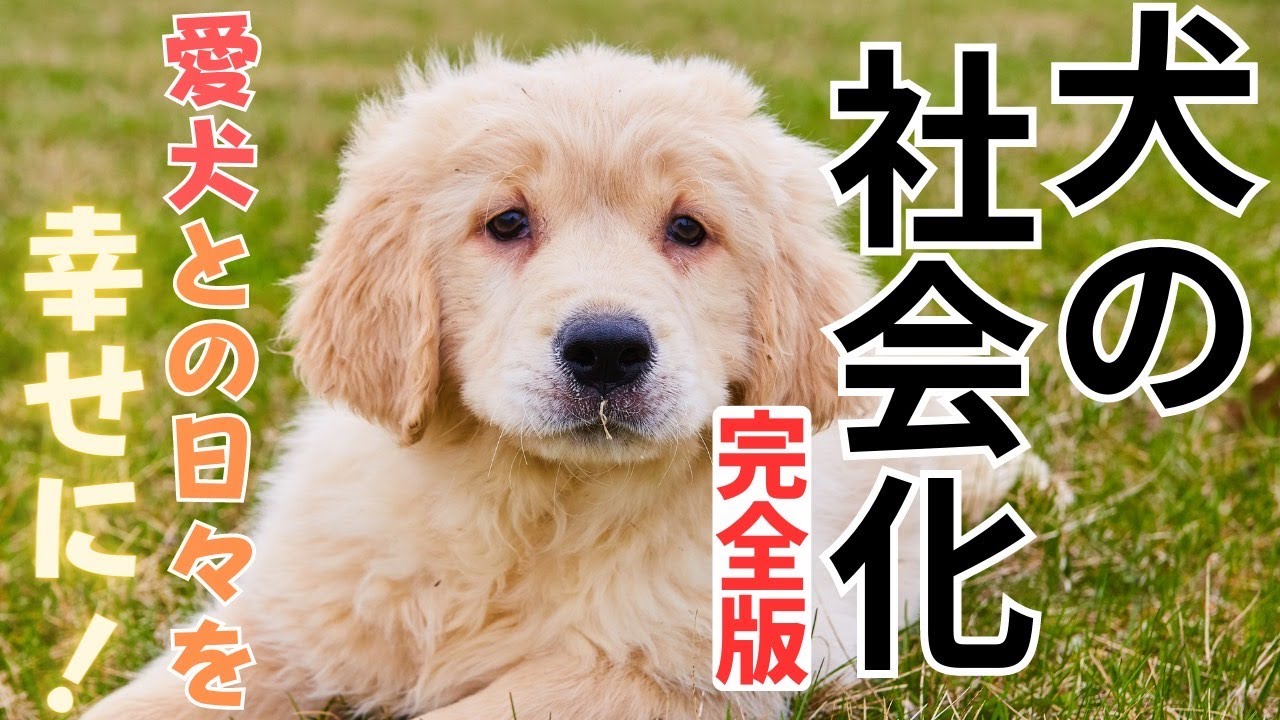 【犬しつけ】犬の社会化完全版！これで社会化のすべてが分かります！！