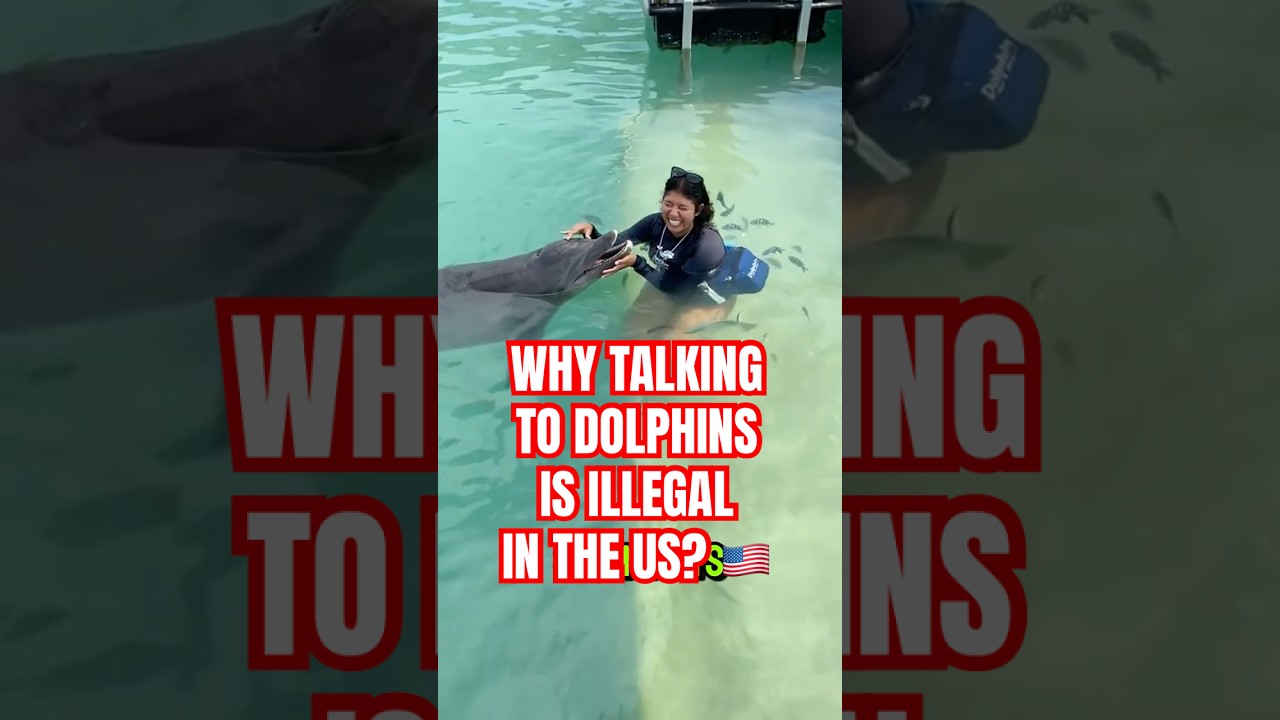 Why Talking to Dolphins Is ILLEGAL in the U.S.! 🐬🚫😳