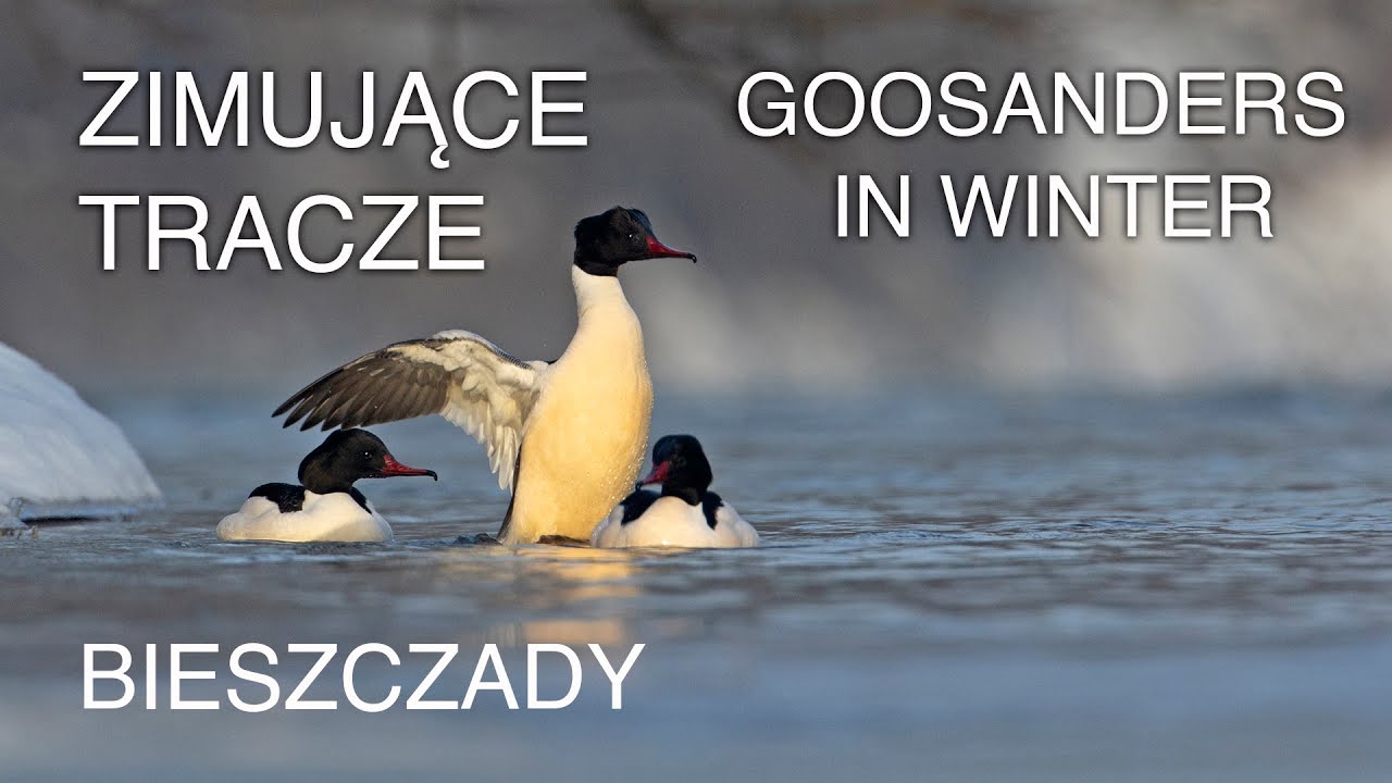 Fotografowanie traczy zimujących w Bieszczadach. Photographing goosanders in winter Mergus merganser