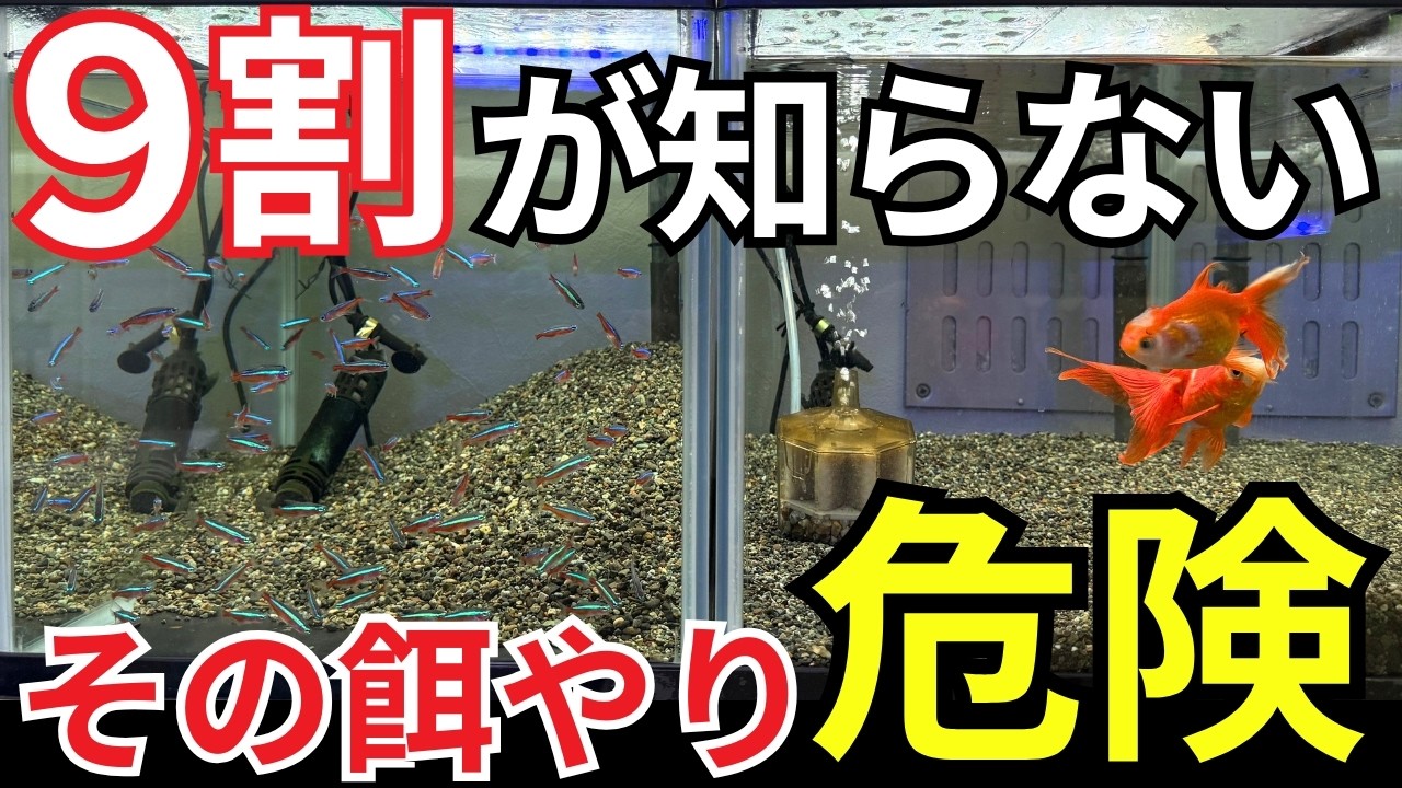 【知らずに損してる】アクアリウムのNG行動12選｜最悪&ldquo;修理代&rdquo;も...水槽の落とし穴