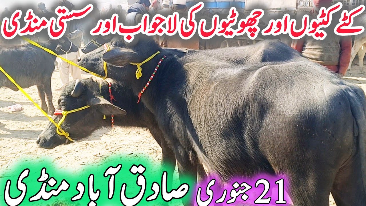 Sadiqabad MANDI Katte Kattian jhotiyaa Bufflao Breeder AOR  SASti Jhotiyaa AOR Bhains 
