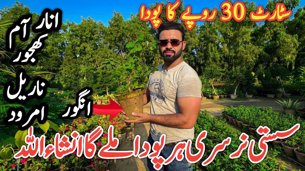 Plants 30 ropes in this nursery Rose & fruit nursery in Karachi | sasti nursery Karachi 
