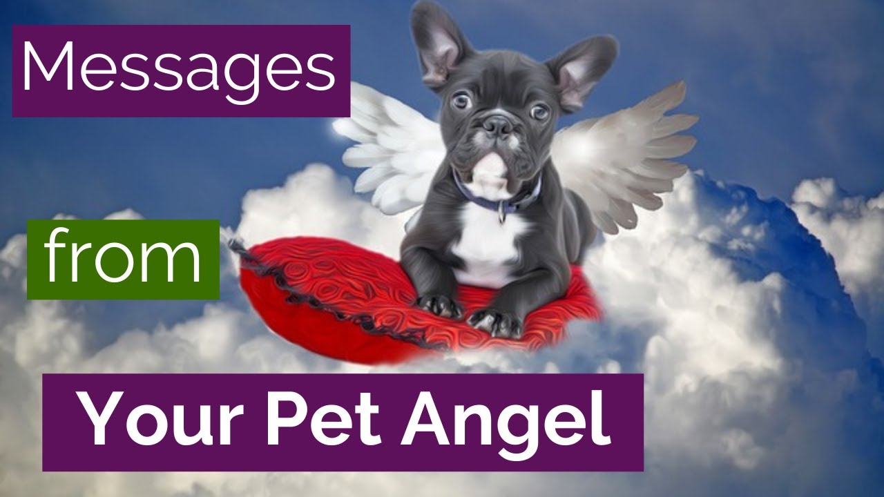 Animals in the Afterlife - Pet Angel Messages and Tips to Connect with Your Pet who has Passed Away