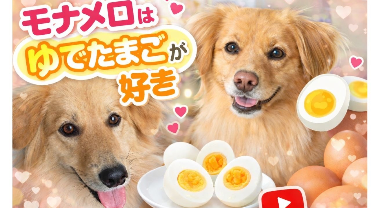 【モナメロ動画】ゆでたまご#犬 #犬の食事＃かわいい