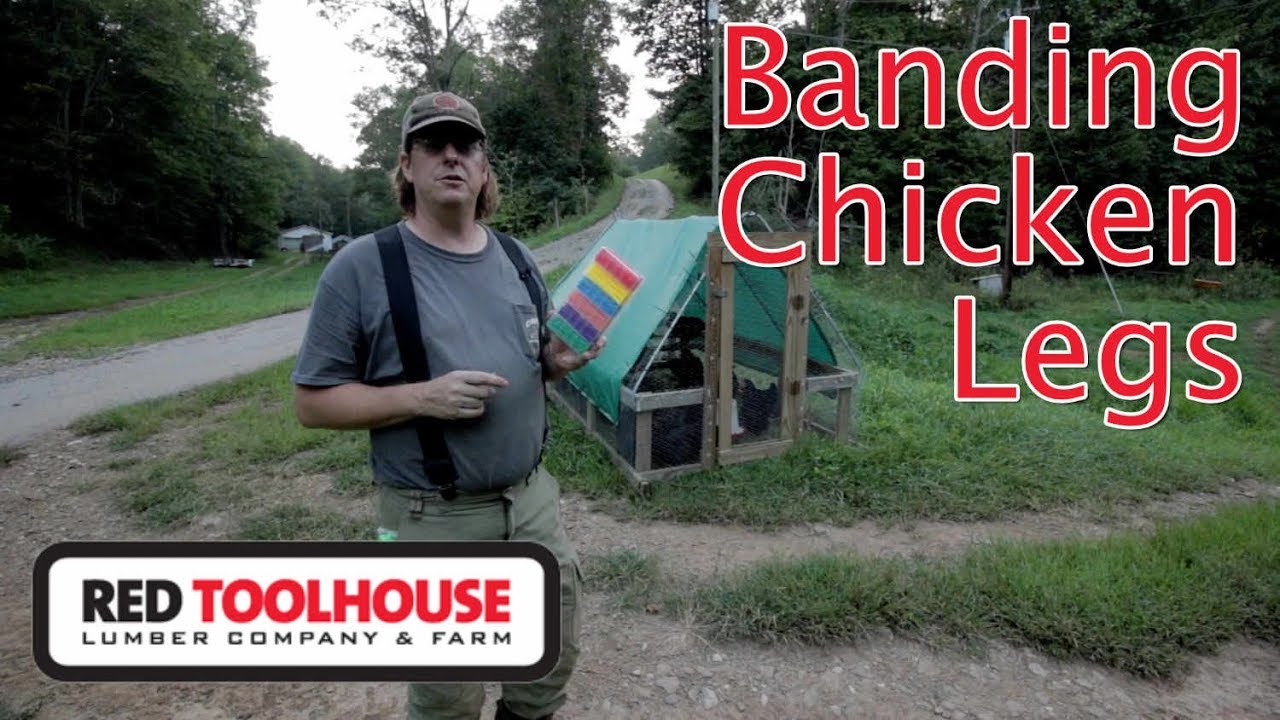 Ep167: Banding Chicken Legs Cheap