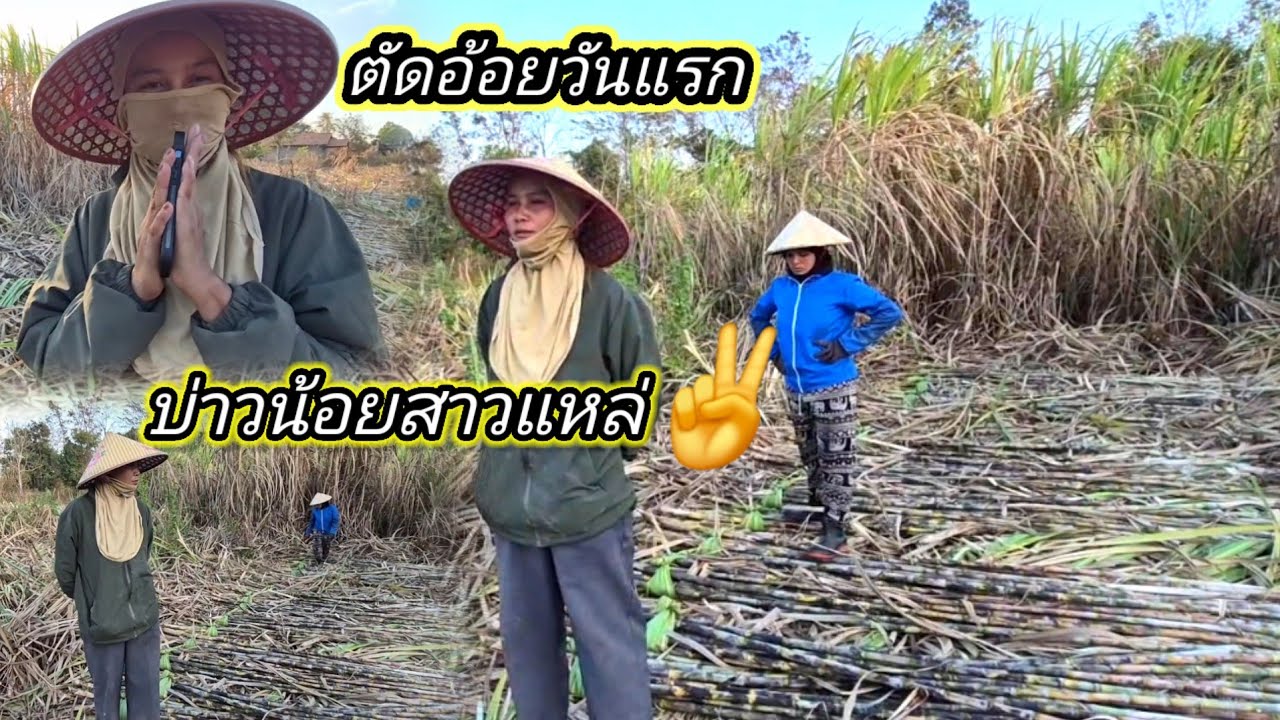 ตัดอ้อยวันแรก #บ่าวน้อยสาวแหล่ 19 กุมภาพันธ์ ค.ศ. 2026