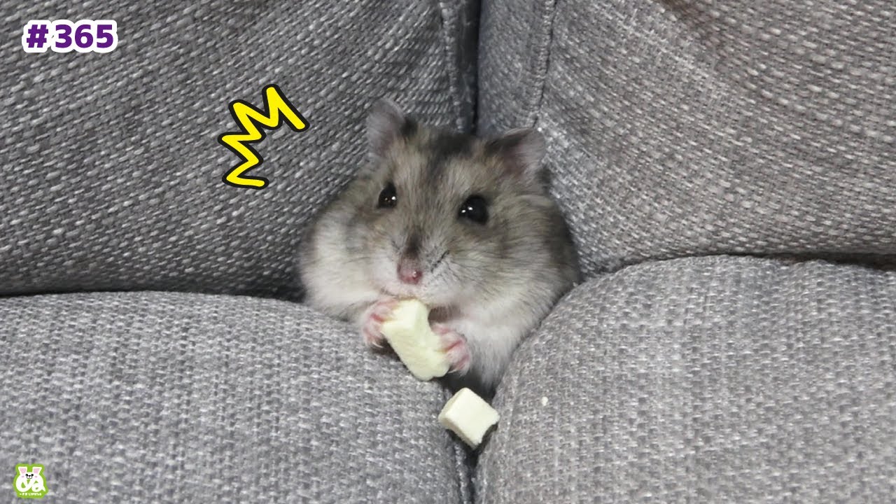 彼もまた、ソファーの住人…【ハムスター】
