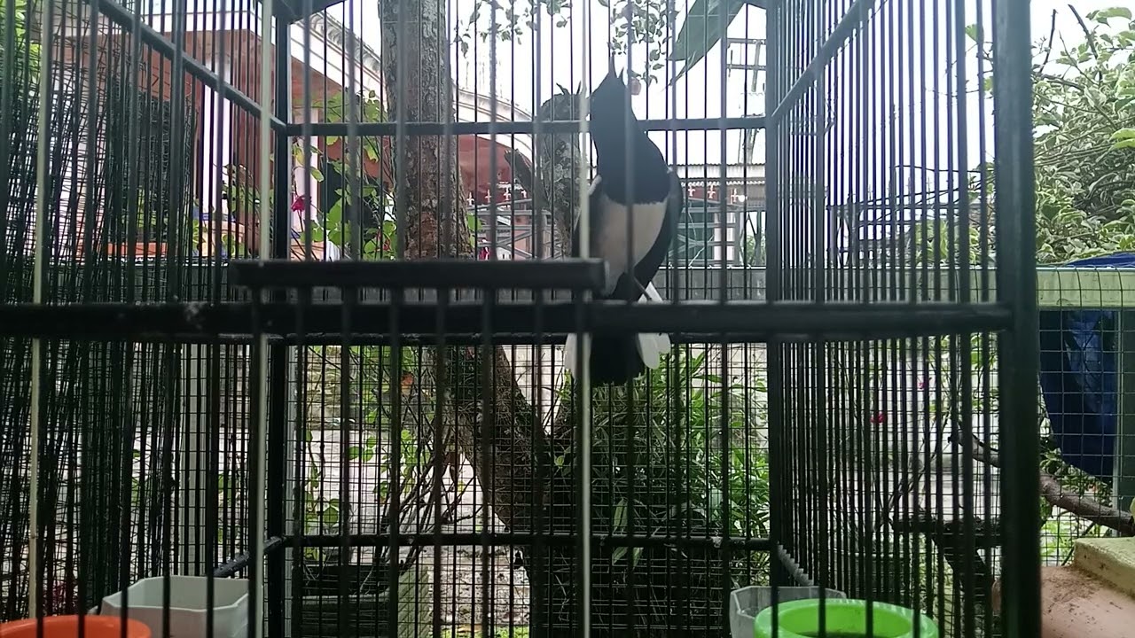 Kicau Kacer 