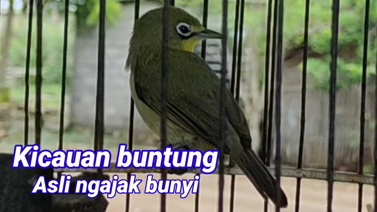 Ciak - ciak kecial kuning Buntung ngajak bunyi Ampuh masteran