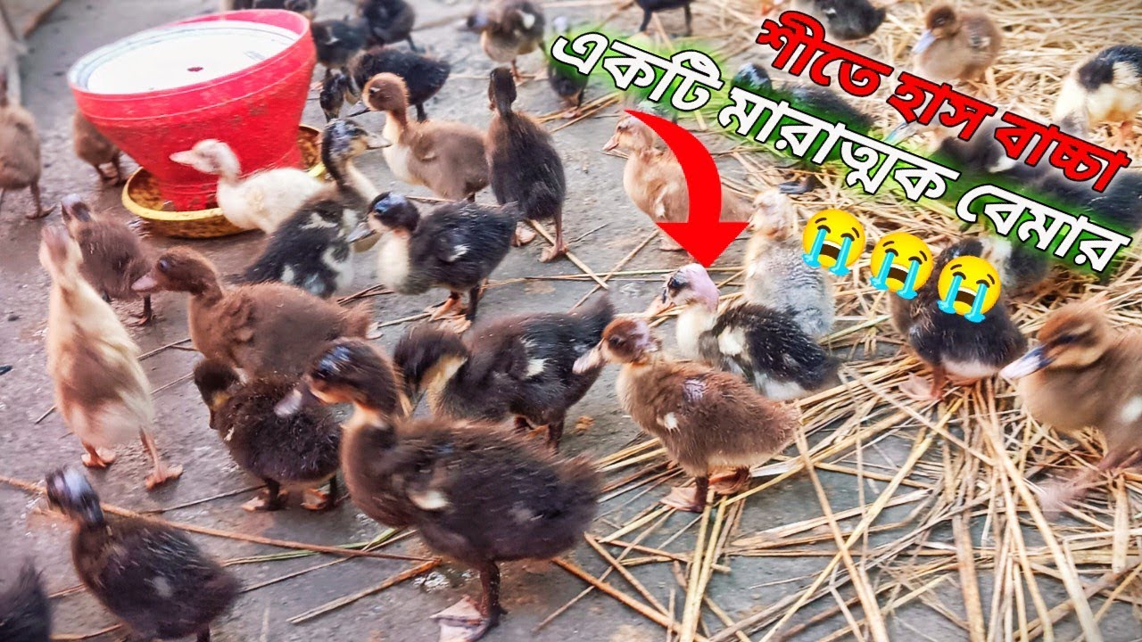 শীতে হাস বাচ্চা একটি মারাত্মক বেমার 😱🦆😭 || DUCK FRAM 🦆😱 BUSINESS 
