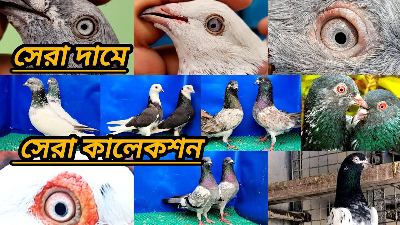 #৬১ কিলোর টুর্নামেন্টে রেজাল করা কবুতর,চিলা, আর্মি, বেজি, লাল গড়া,চিতা, অরেঞ্জ চিলা,ইত্যাদি @