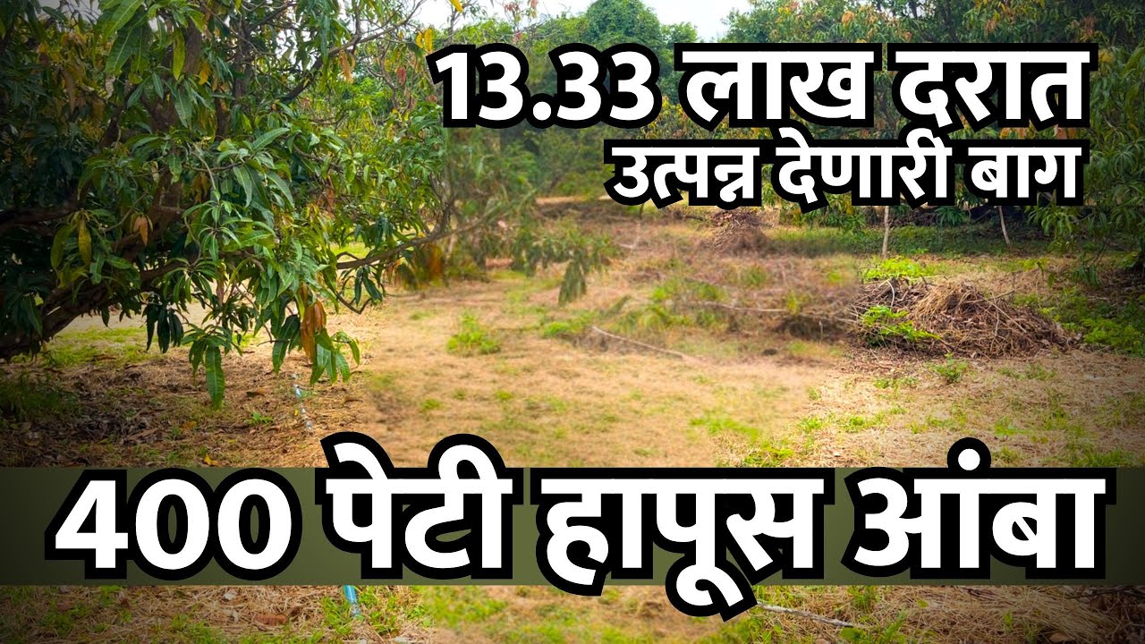 कोकणात हापूस आंबा बाग फक्त 13.33 लाख एकरी दरात