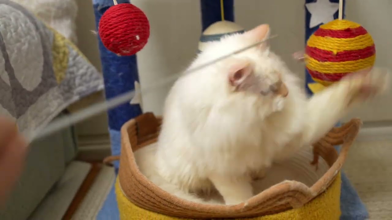 サイベリアン仔猫の日常 43