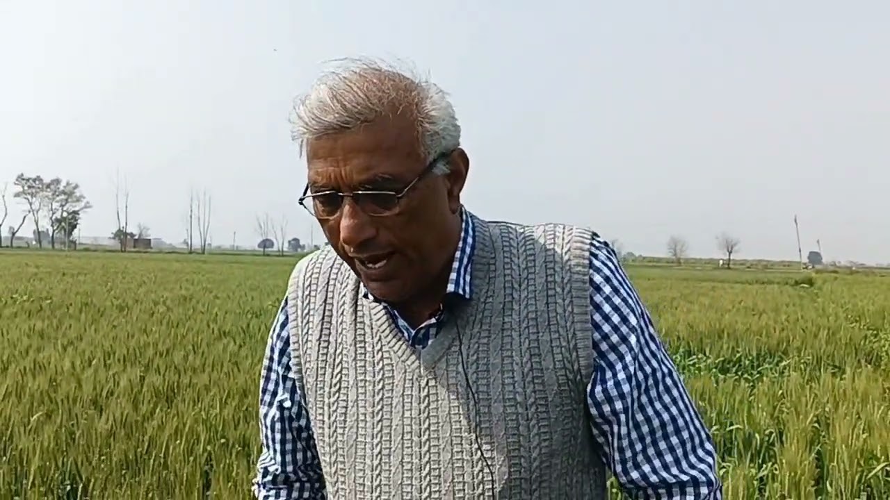 बंपर पैदावार के लिए गहूँ की किस्म WH-1270.