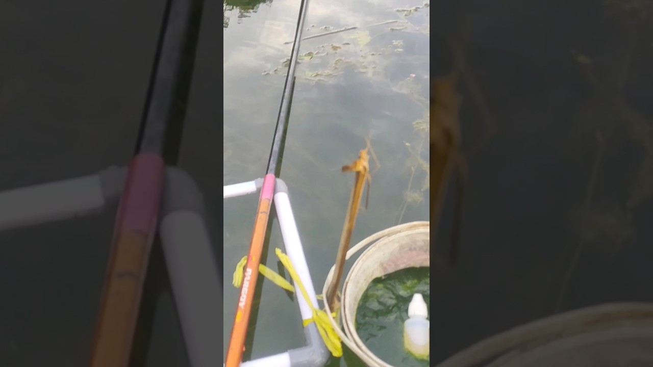 Gak nyangka essen walang sangit + lumut bisa bikin nila liar makan ganas, trik lama yang di bongkar!
