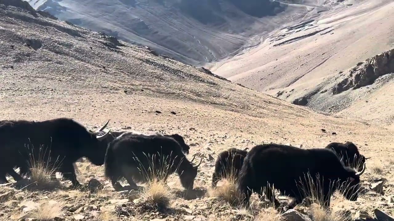 THE YAKS (Masters of the peak) and their life at the altitude 