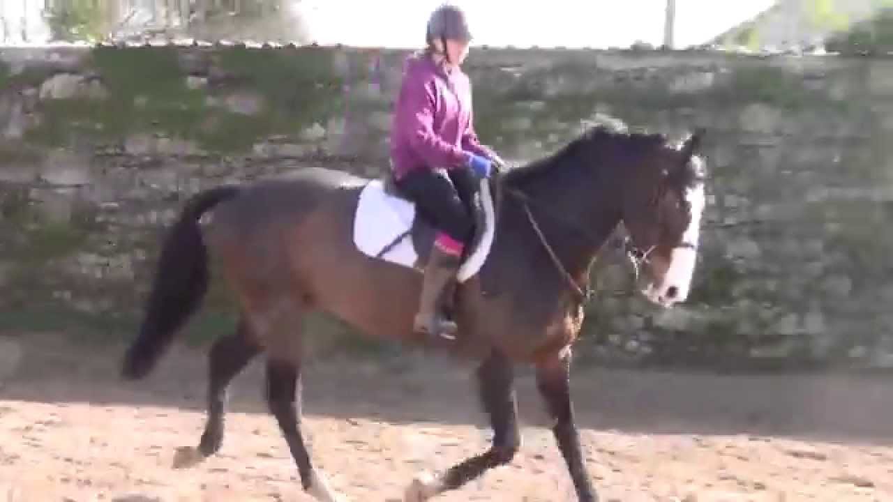 New horse!