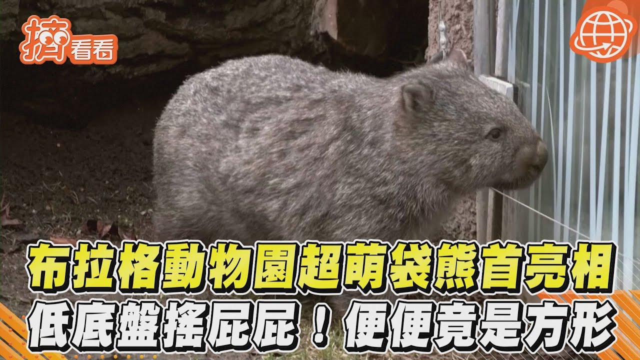 布拉格動物園超萌袋熊首亮相　低底盤搖屁屁！便便竟是方形｜TVBS新聞｜擠看看
