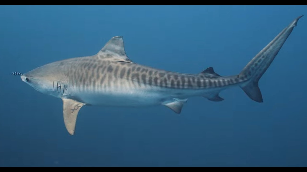 AFRICAN SHARK ADVENTURE EXPEDITION